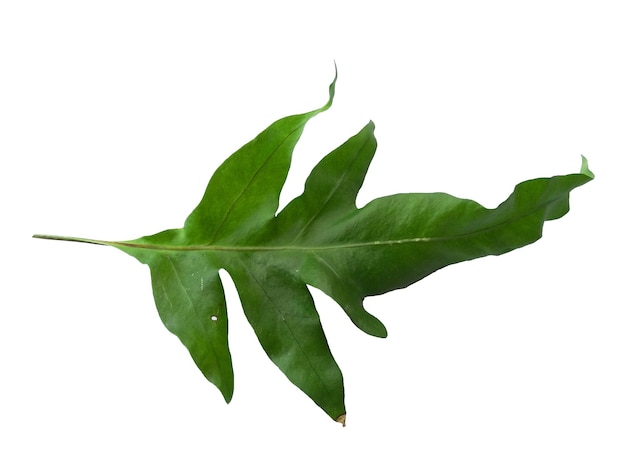 Feuilles vertes de Phlebodium aureum isolées sur fond blanc Texture de feuille verte