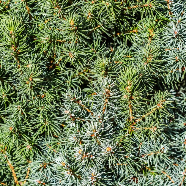 Feuilles vertes de plan rapproché de conifère à feuilles persistantes décoratives épinette canadienne picea glauca avec des baisses