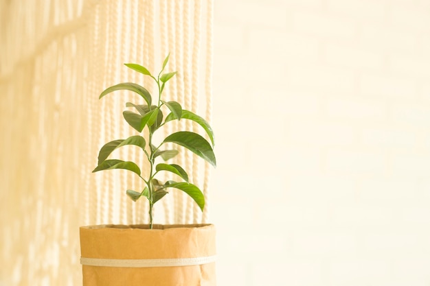 Feuilles vertes d'une plante dans un pot de fleur en papier dans un intérieur blanc à côté du macramé.