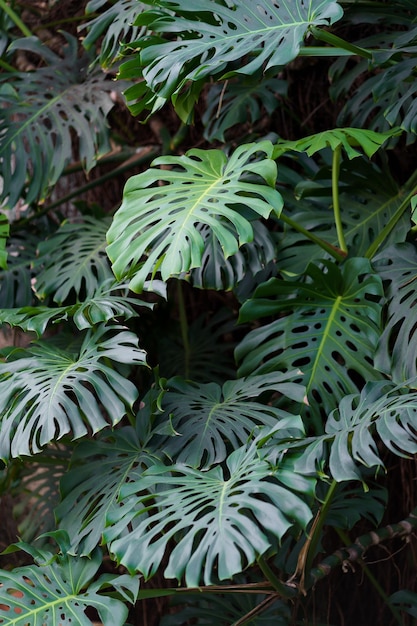 Feuilles vertes de la plante exotique tropicale monstera deliciosa poussant dans un parc ou un jardin à l'extérieur