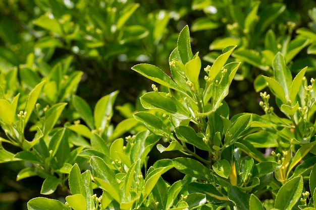 Les feuilles vertes de la plante à feuilles persistantes fuseau japonais ou euonymus japonicus arbuste le concept de