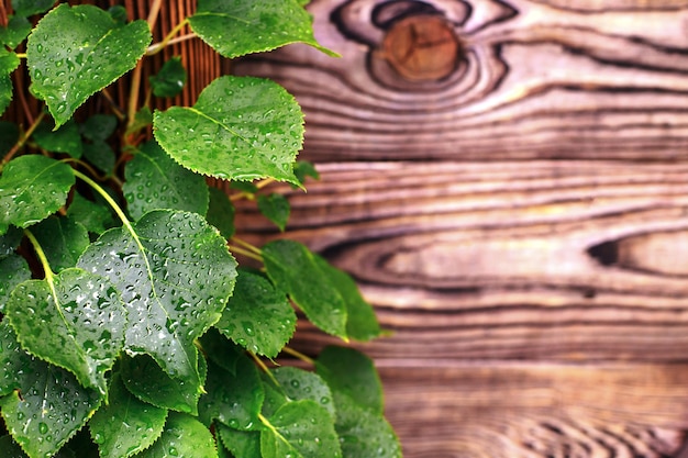 Feuilles vertes d'une plante avec des gouttes sur un fond en bois