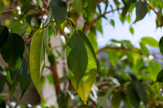 Feuilles vertes de plante d'intérieur sur le rebord de la fenêtre