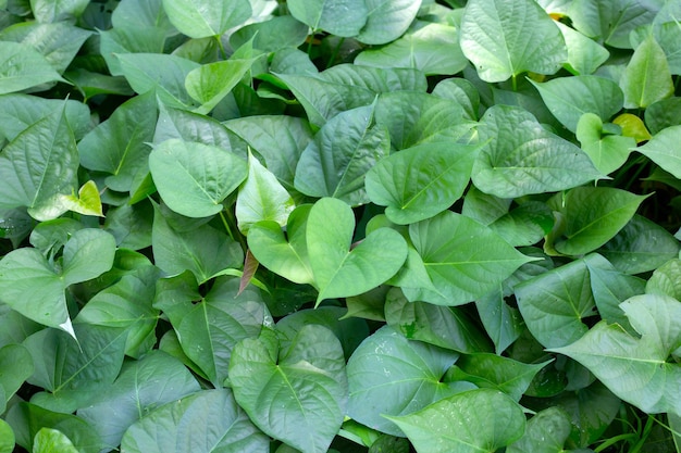 Feuilles vertes de la plante de patate douce