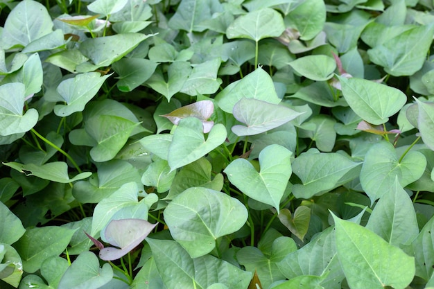 Feuilles vertes de la plante de patate douce