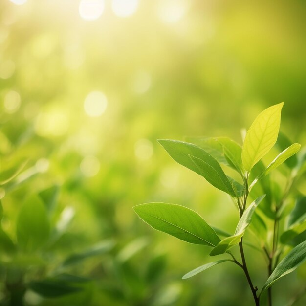 Des feuilles vertes d'une plante avec le soleil qui brille dessus