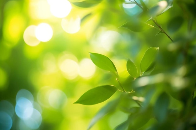 des feuilles vertes d'une plante avec le soleil qui brille à travers les feuilles.