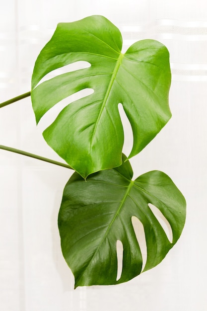 Feuilles vertes d'une plante tropicale de monstera sur fond de gros plan de rideaux blancs