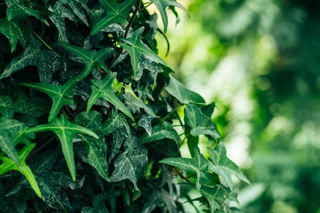 Les feuilles vertes de la plante