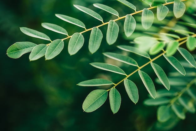 Feuilles vertes de plantes, gros plan. Fond de nature