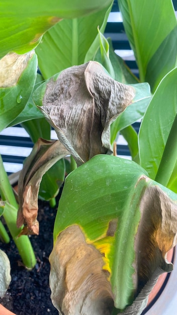 Feuilles vertes de plantes en pot brûlées par le soleil en été