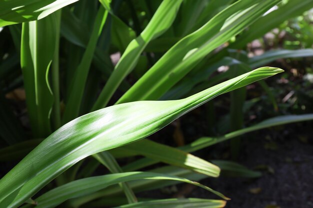 Feuilles vertes de plantes tropicales à l'extérieur libre