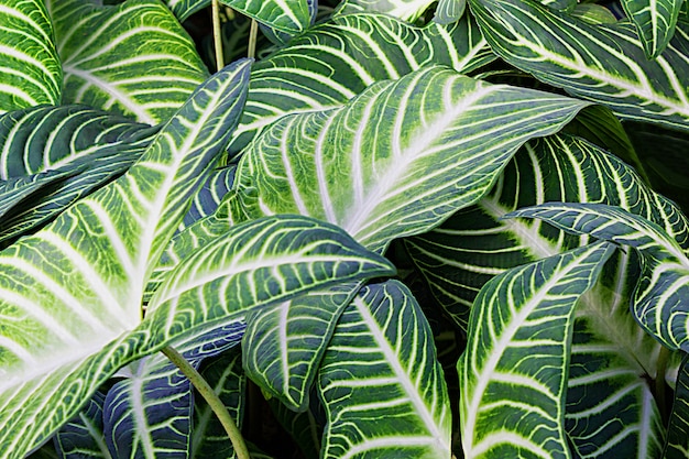 Feuilles vertes de plantes Xanthsoma poussant dans la nature