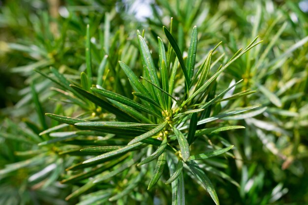 Photo les feuilles vertes de podocarpus macrophyllus en gros plan