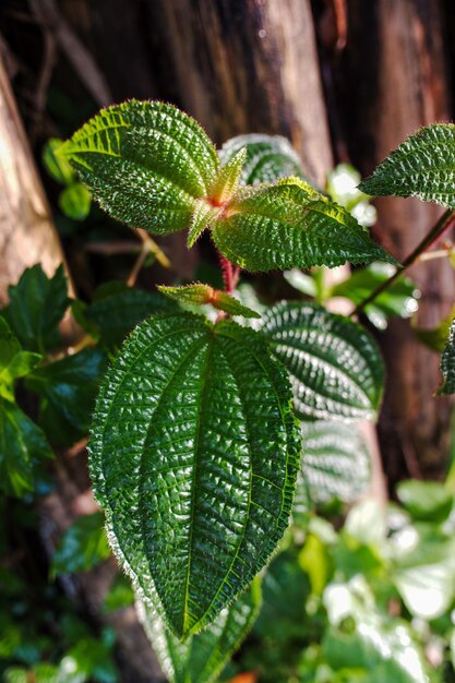 Les feuilles vertes et poilues de la plante Clidemia hirta sont en fond naturel.