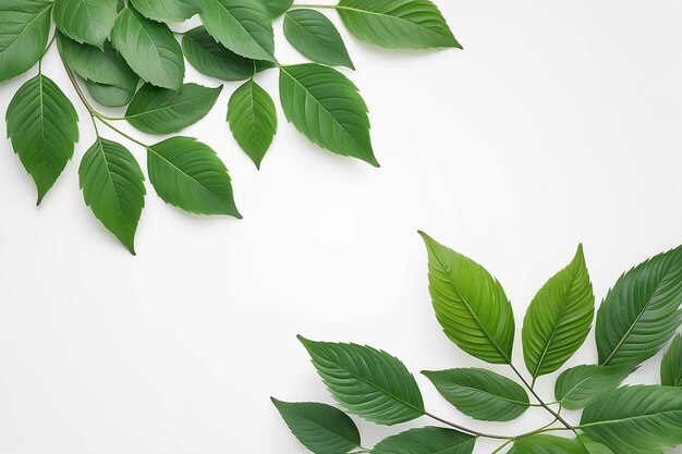 Feuilles vertes pour le cadre sur fond blanc frontière de la nature