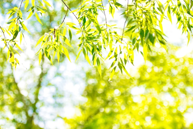 Feuilles vertes pour le fond