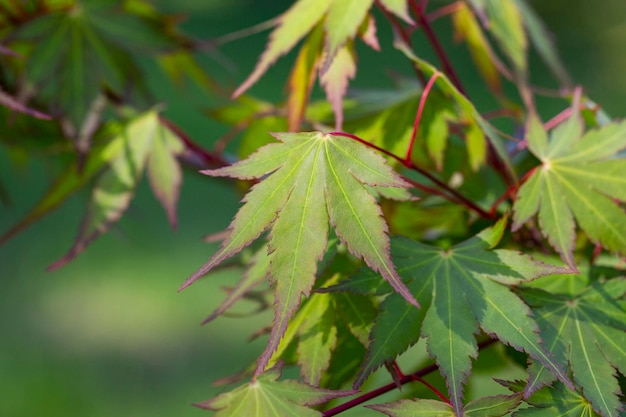 Feuilles vertes de printemps de l'arbre d'érable de l'Amour Feuilles d'érable japonais Acer japonicum sur fond naturel