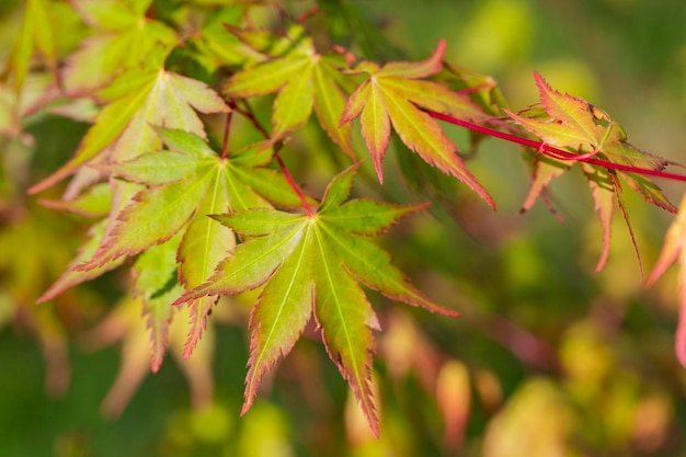 Feuilles vertes de printemps de l'arbre d'érable de l'Amour Feuilles d'érable japonais Acer japonicum sur fond naturel