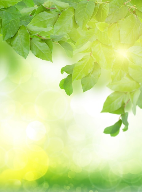 Feuilles vertes de printemps sur fond de jardin avec rayons de soleil