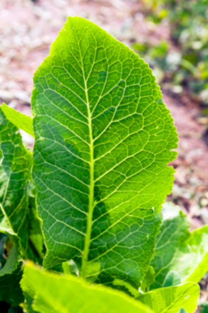 Feuilles vertes de raifort