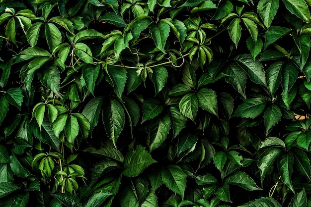 Photo feuilles vertes de raisins sauvages fond vert naturel mur magique tressé avec des raisins le concept de l'ancien jardin d'été