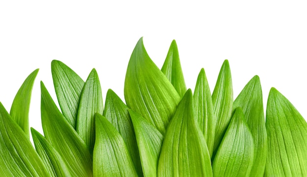 feuilles vertes en rangée sur un fond blanc isolé