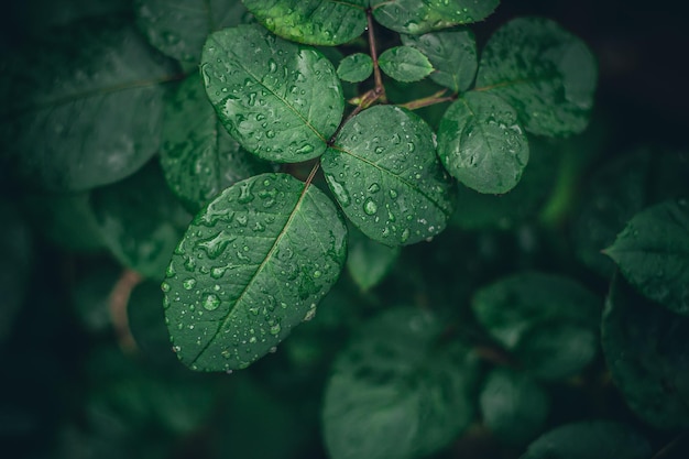 Feuilles vertes de roses avec des gouttes d'eau, après une journée pluvieuse.