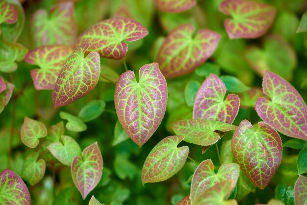 Feuilles vertes et rouges vives poussant dans un jardin Gros plan d'ailes de fées stériles ou d'épimédium persan de l'espèce berberidaceae de plantes à fleurs qui fleurissent et fleurissent dans la nature au printemps