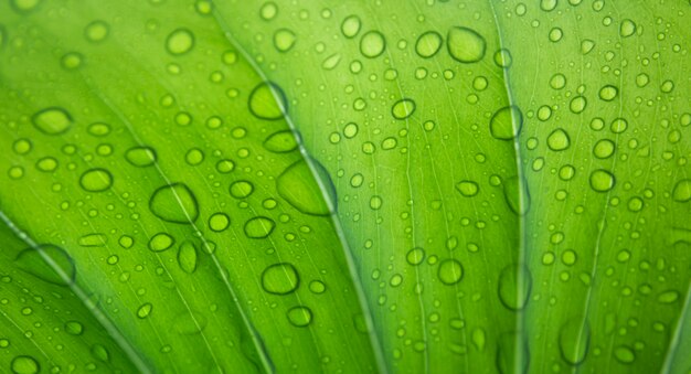 Feuilles vertes en saison des pluies