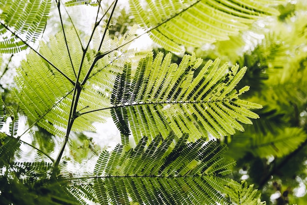 Les feuilles vertes se bouchent avec un fond de ciel blanc