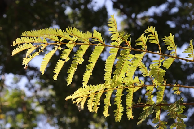 Les feuilles vertes semblent exceptionnelles.