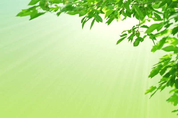 Feuilles vertes et soleil. Fond vert pastel printemps naturel. Espace de copie.