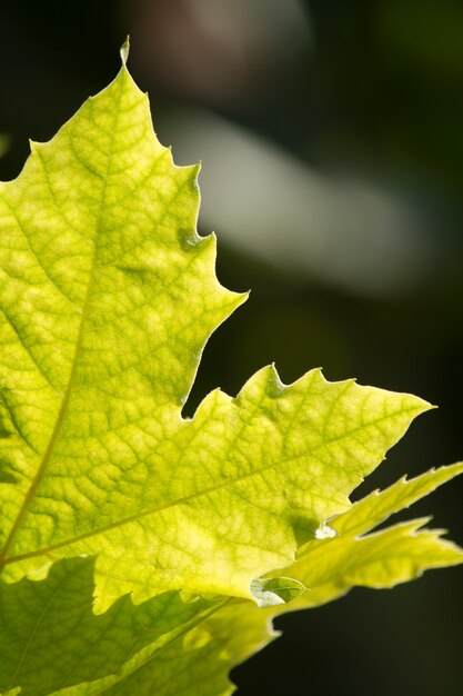 Feuilles vertes sur le soleil