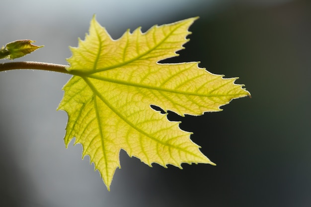 Feuilles vertes sur le soleil