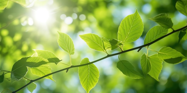 feuilles vertes sous le soleil