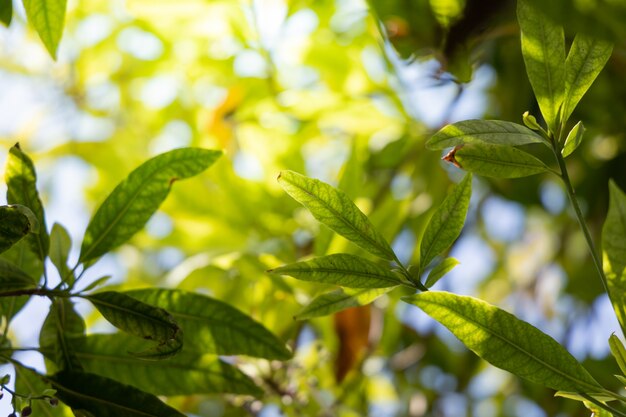 Feuilles vertes sous le soleil