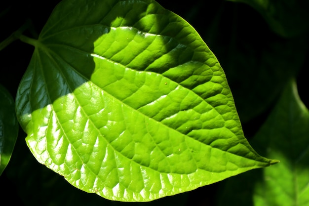 Feuilles vertes sous les tropiques