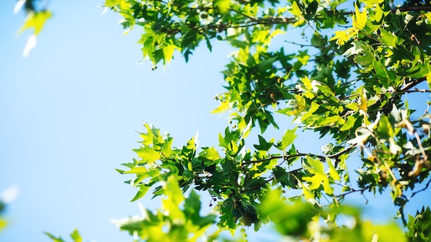 Feuilles vertes de sycomore contre le ciel bleu