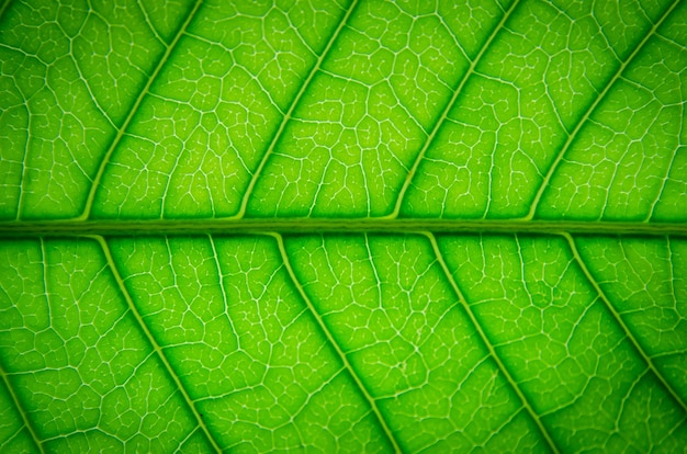 Feuilles vertes texture et fibre de feuille, papier peint par détail de feuille verte.