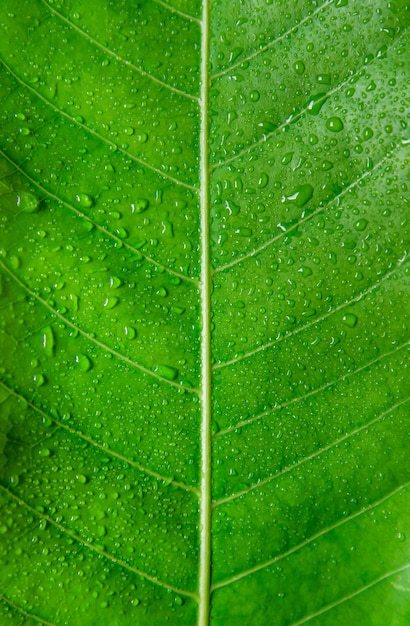 Feuilles vertes texture et goutte d&#39;eau, Fond d&#39;écran par détail de feuille verte.