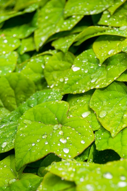 Feuilles vertes avec texture de gouttes d'eau