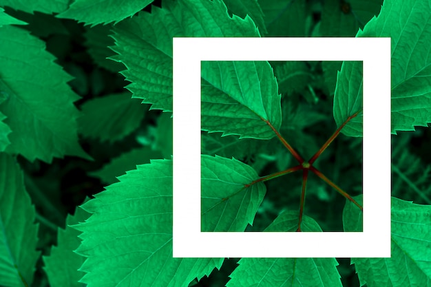 Photo les feuilles vertes en toile de fond et une feuille de papier blanc pour l'étiquette.