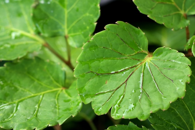 Feuilles vertes en tropical