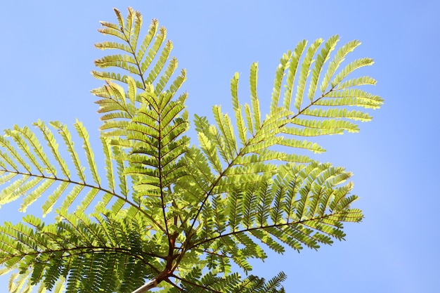 Feuilles vertes en tropical