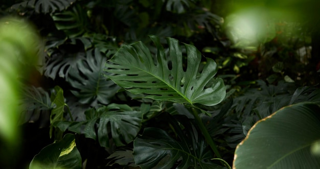 Feuilles vertes tropicales sur fond nature concept de plante de forêt d'été disposition créative