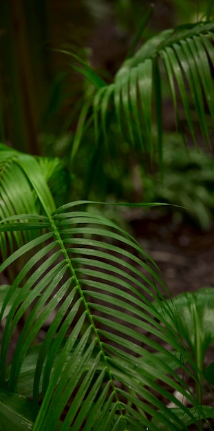 Feuilles vertes tropicales sur fond nature concept de plante de forêt d'été disposition créative