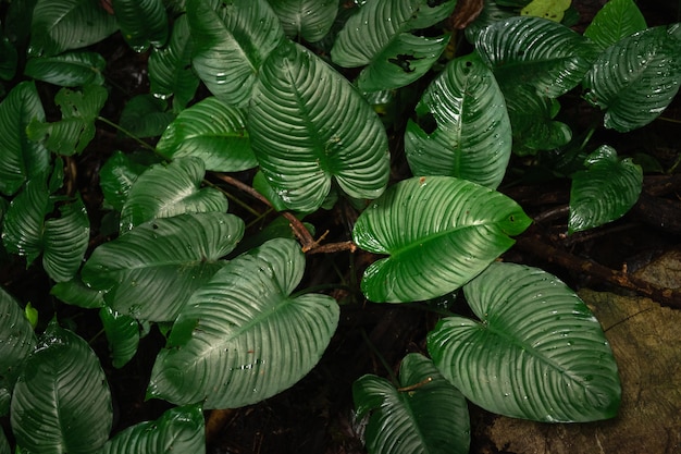 Feuilles vertes tropicales sur fond sombre, concept d&#39;usine de forêt nature été