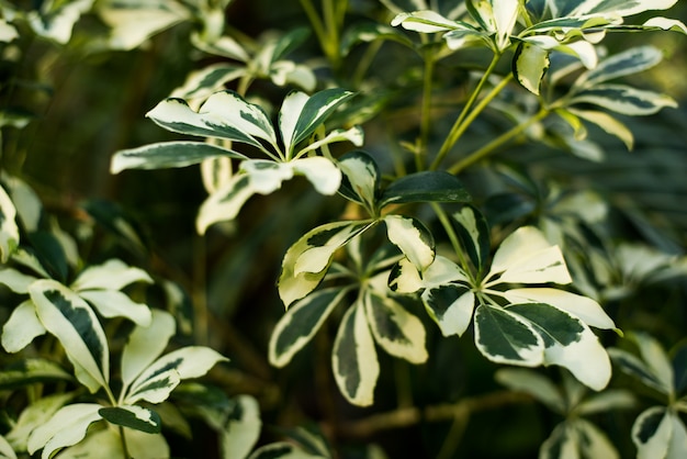 Feuilles vertes tropicales sur fond sombre