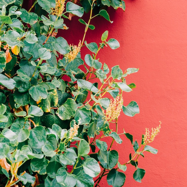 Feuilles vertes tropicales sur mur rose. Plantes sur l'art conceptuel de la mode rose